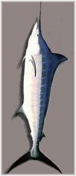 Immagine profilo di blu-marlin